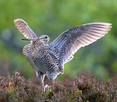 BirdLife Suomi Lajien Suojelu
