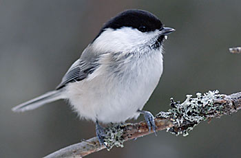 Birdlife Suomi H m tiainen birdlife-suomi-h-m-tiainen