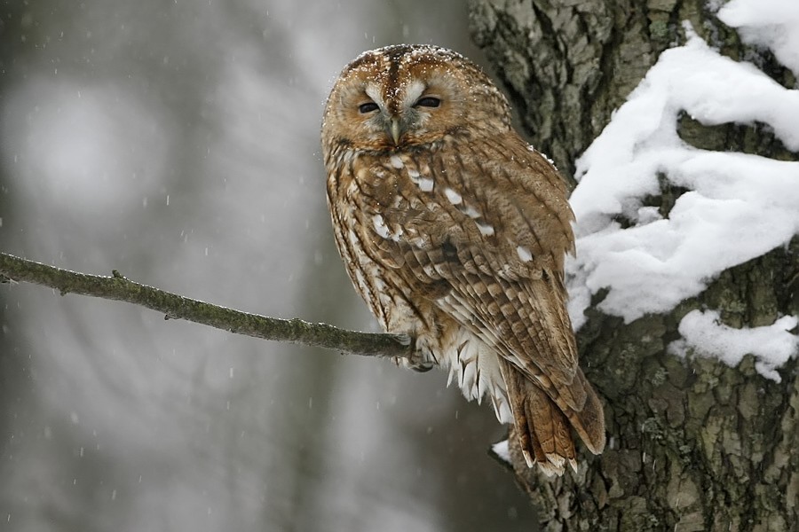 Lehtopöllö. Kuva: Pekka Komi