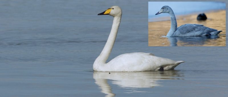 BirdLife Suomi Joutsenten Tunnistaminen