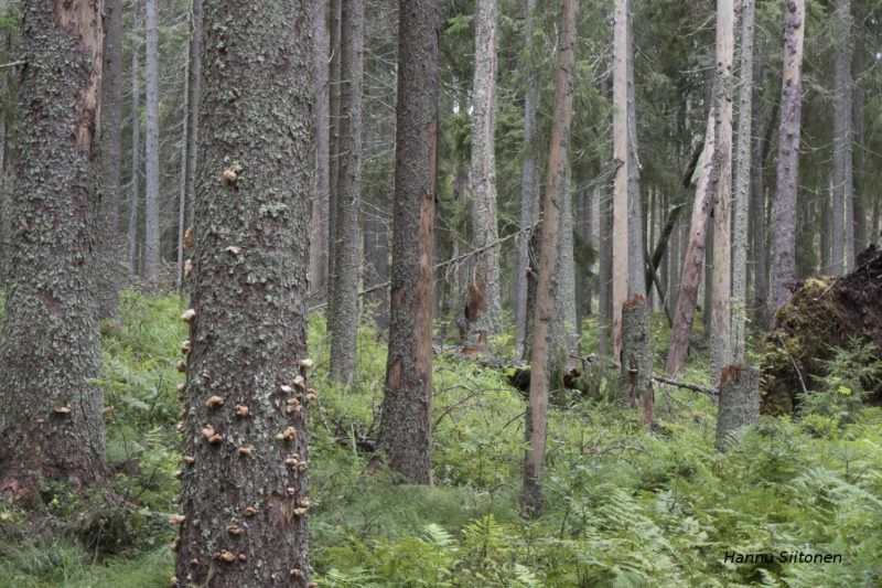 Kuukkelimetsä. Kuva: Hannu Siitonen