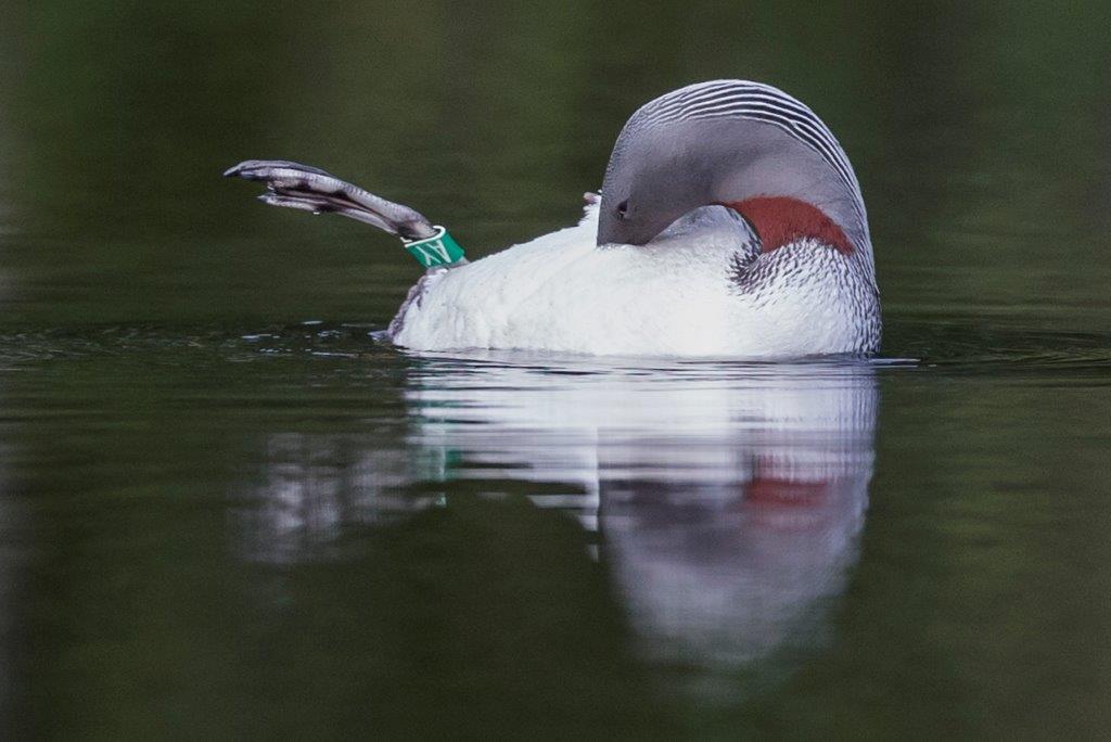 Englannin kanaalissa talvehtinut kaakkuriyksilö. Kuva: Petri Hirva