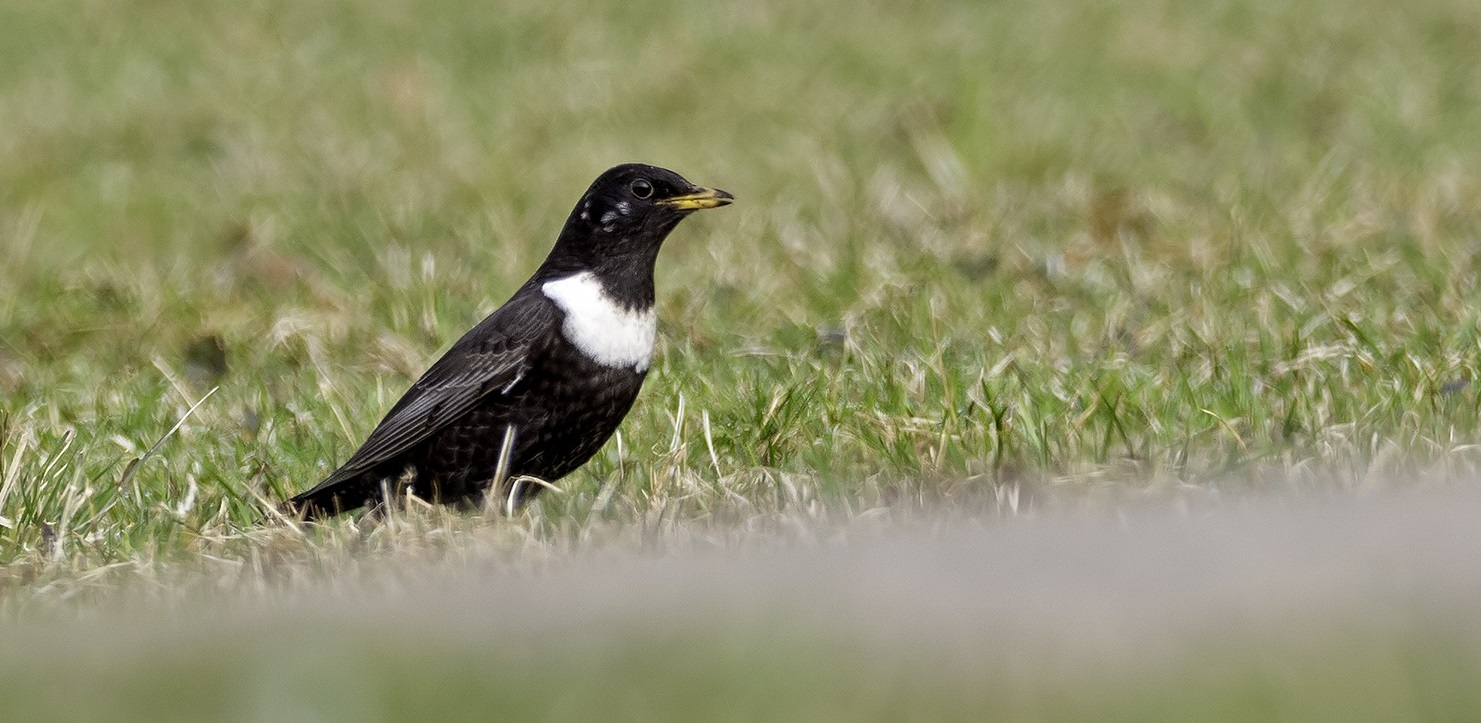 BirdLife Suomi Lintutilanne 27 4 2018