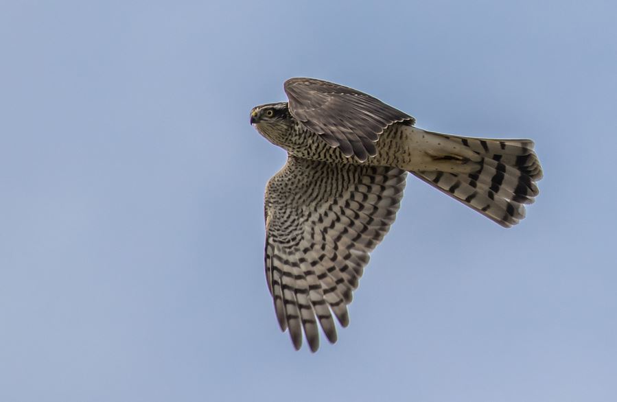 BirdLife Suomi Lintutilanne 7 9 2018