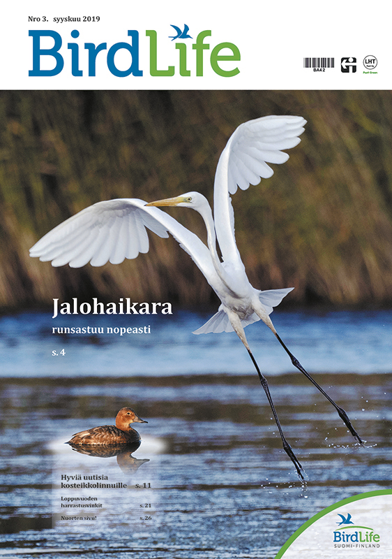 BirdLife-lehti 3/2019 kansi