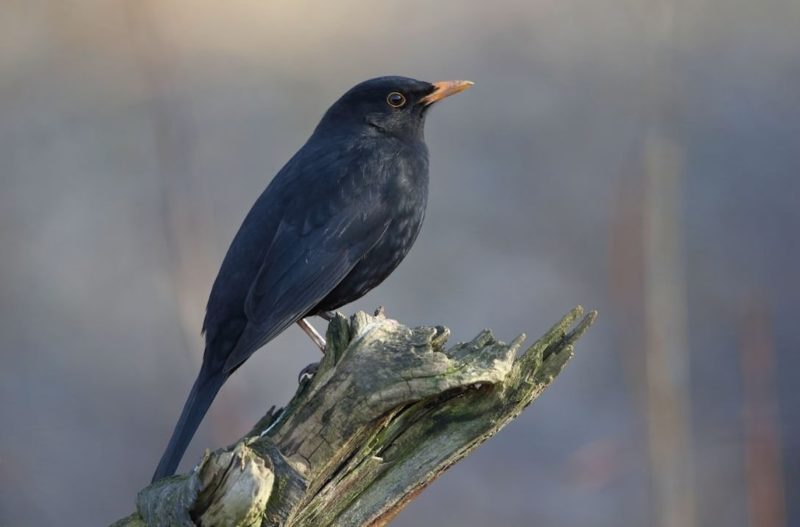 Mustarastas. Kuva: Petri Vainio