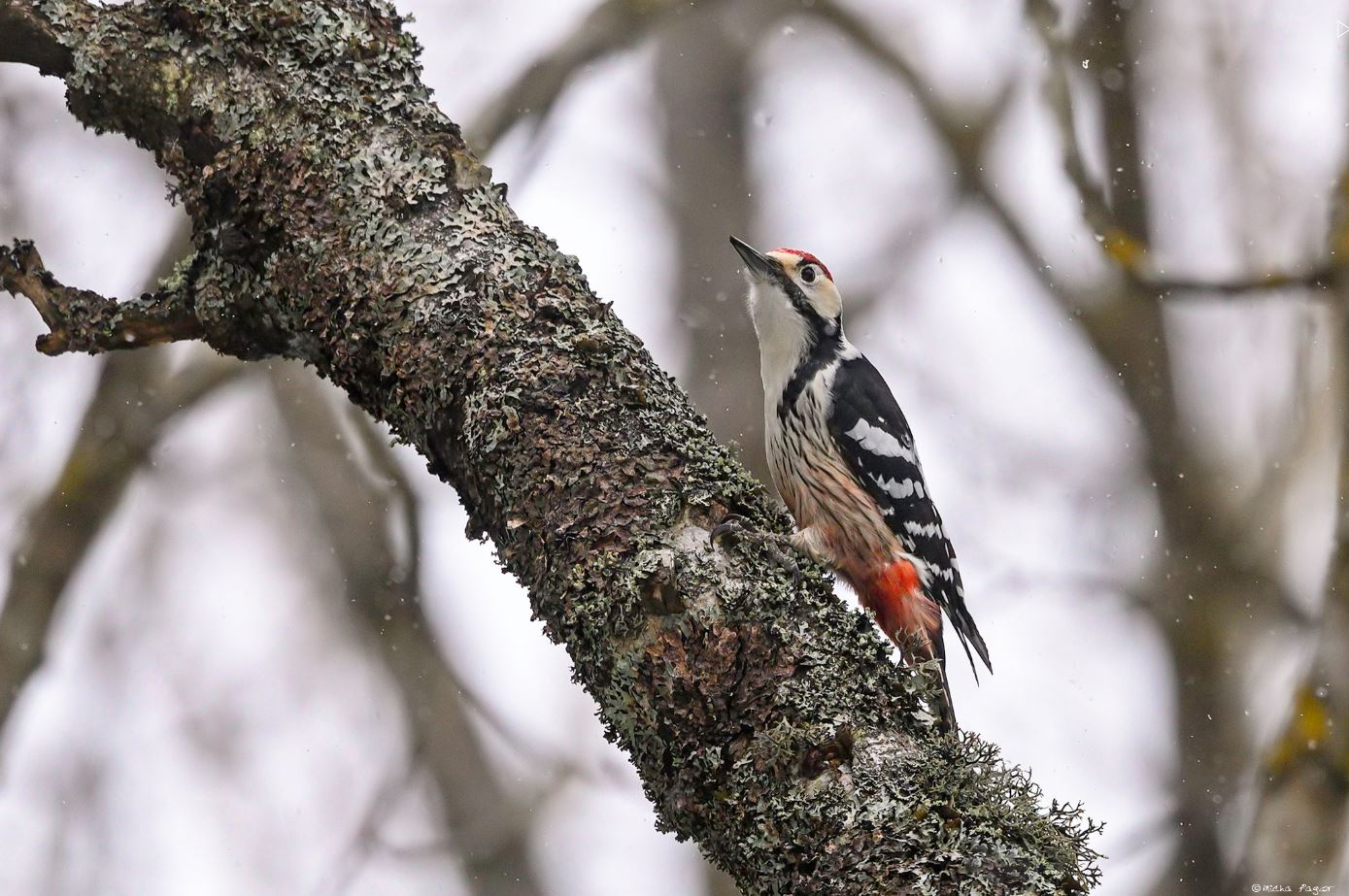 The White-backed Woodpecker was saved thanks to conservation work. Photo: Micha Fager