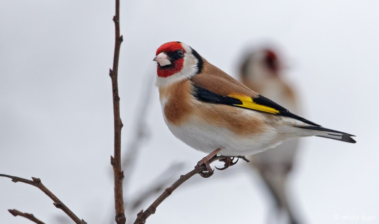 BirdLife Suomi Lintutilanne 8 1 2021