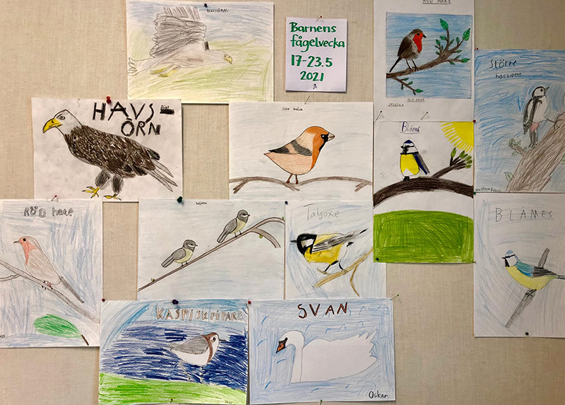Lasten lintupiirustuksia seinällä. Kuva: Yvonne Sandström.