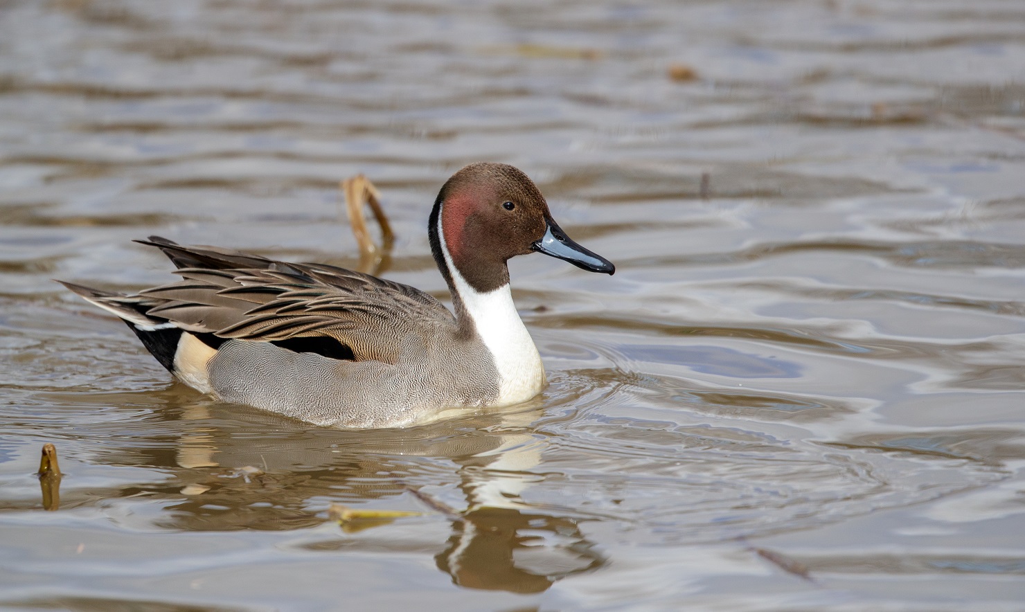 BirdLife Suomi Uhanalaisten Lajien Mets stys Ei Ole Kest v BirdLife Suomi Uhanalaisten Lajien Mets stys Ei Ole Kest v