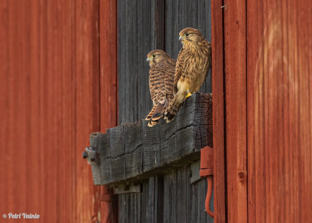 Tuulihaukka. Kuva: Petri Vainio