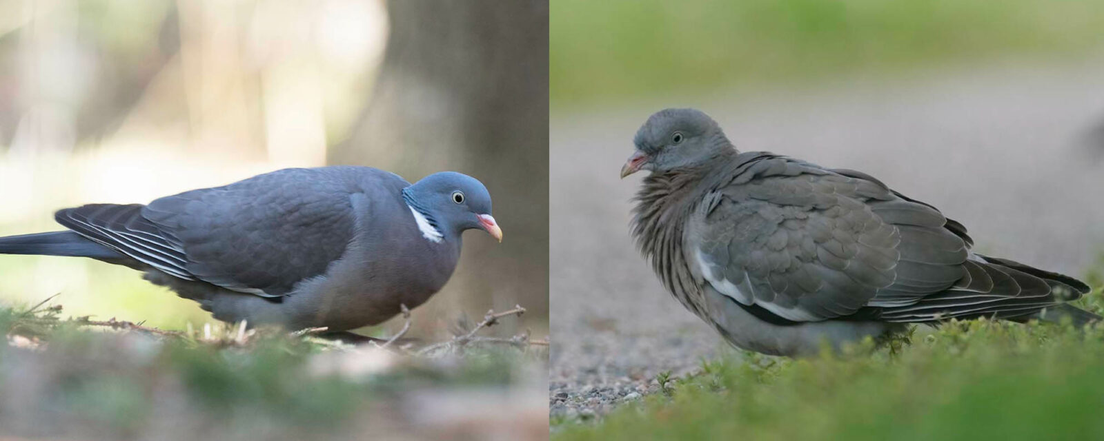 Aikuinen ja nuori sepelkyyhky. Kuva: Pertti Rasp.