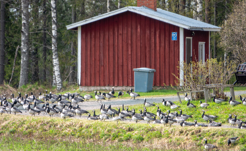 2022 keväällä hanhet tulivat ennen kasvillisuuden nousua ja ruokailivat jopa pihanurmikoilla. Kuva: Jari Kontiokorpi.