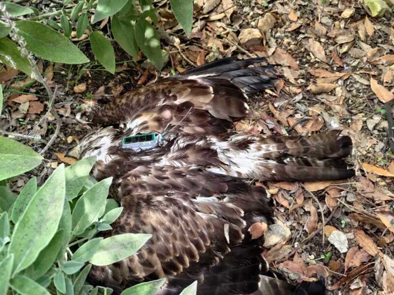 Kuollut mehiläishaukka Maltalla. Kuva: Nicholas Barbara.