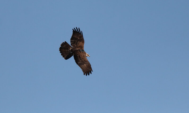 Mehiläishaukka kuvattiin Maltalla vain tunti ennen kuolemaansa. Kuva: BirdLife Malta.