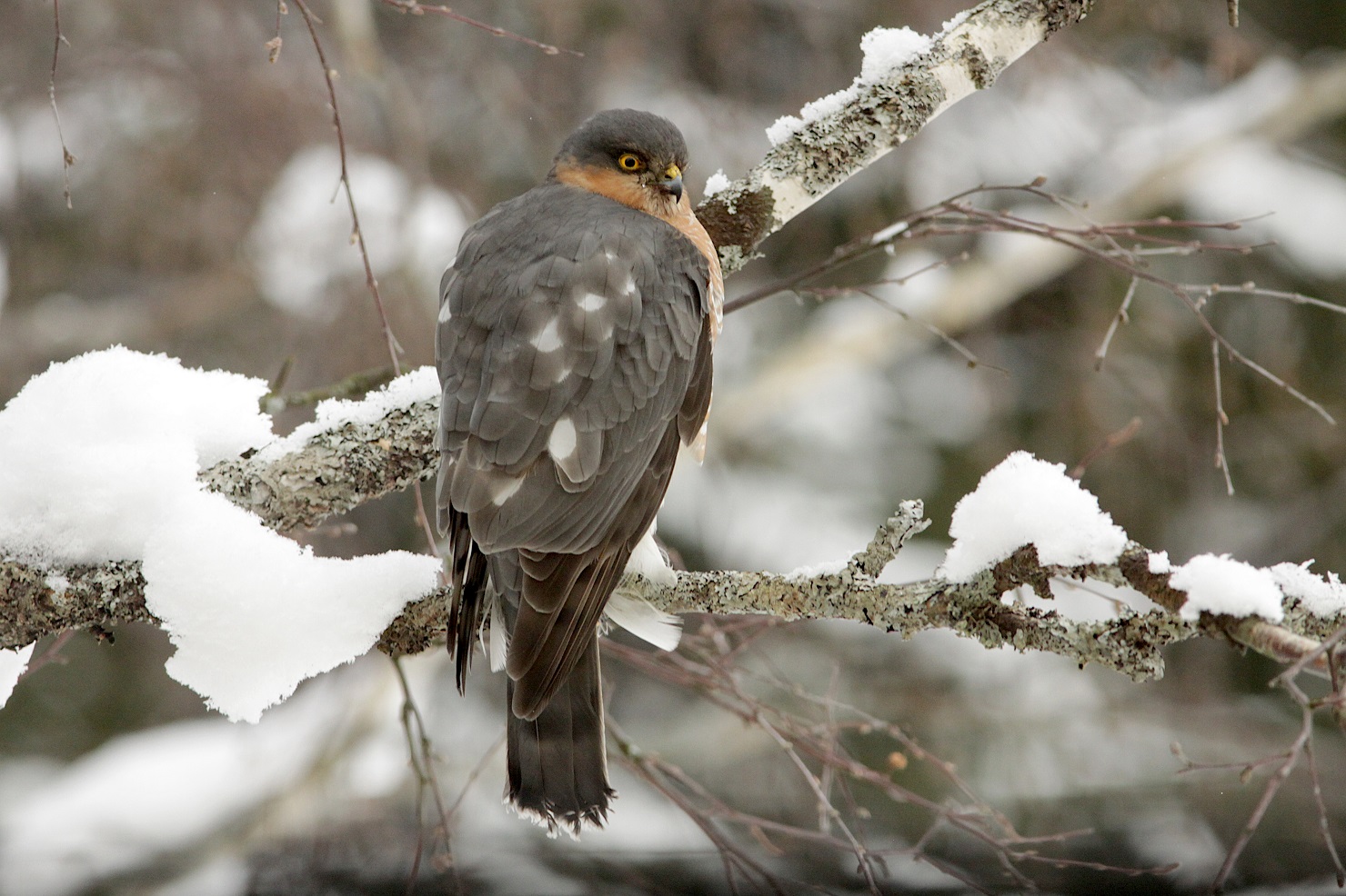 BirdLife Suomi Tavallisia Talvilintuja
