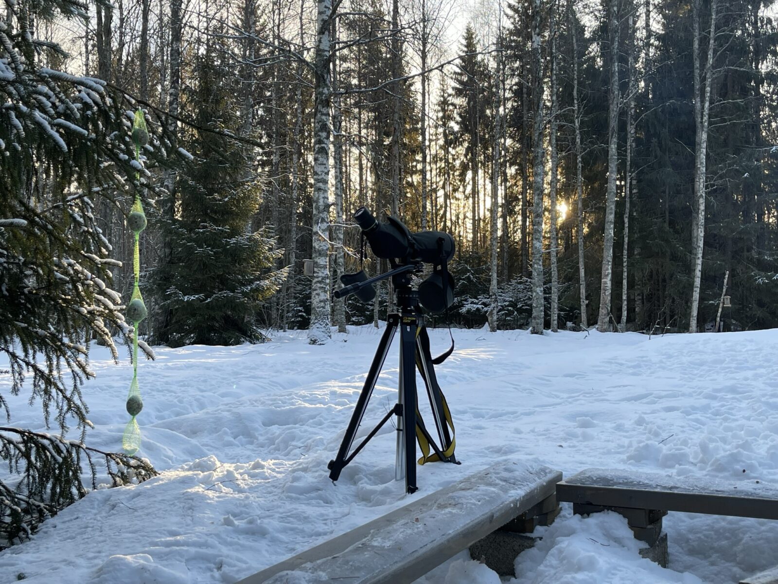 Tammikuu