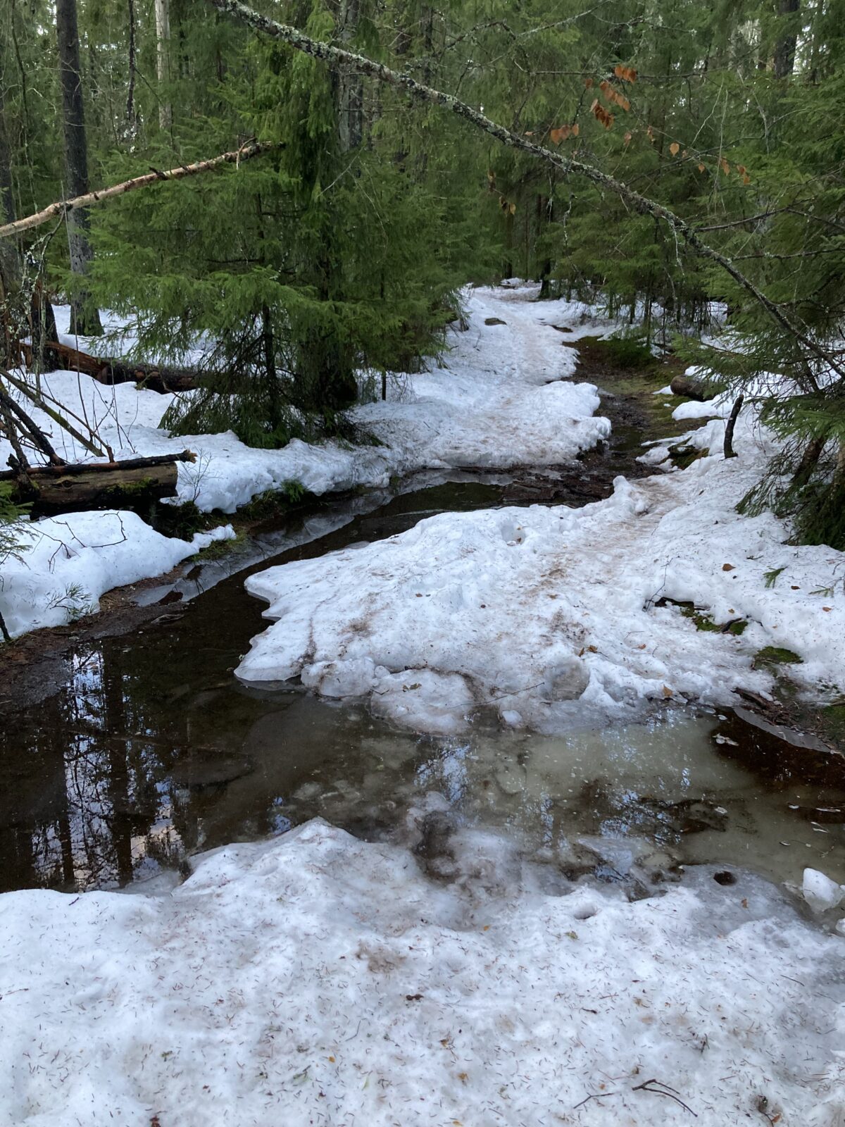 Tammikuu