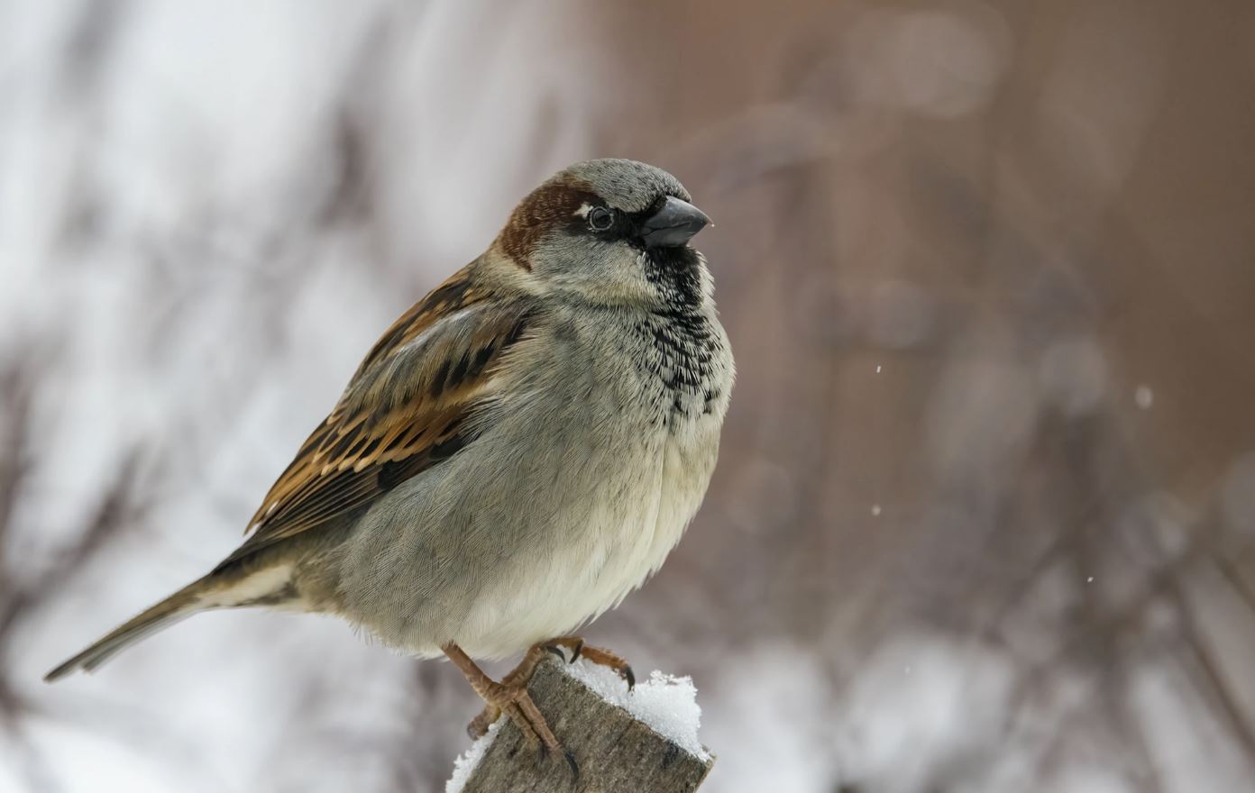 Varpusten määrä on vähentynyt vauhdilla ja laji luokitellaan nykyään erittäin uhanalaiseksi. Kuva: Micha Fager.