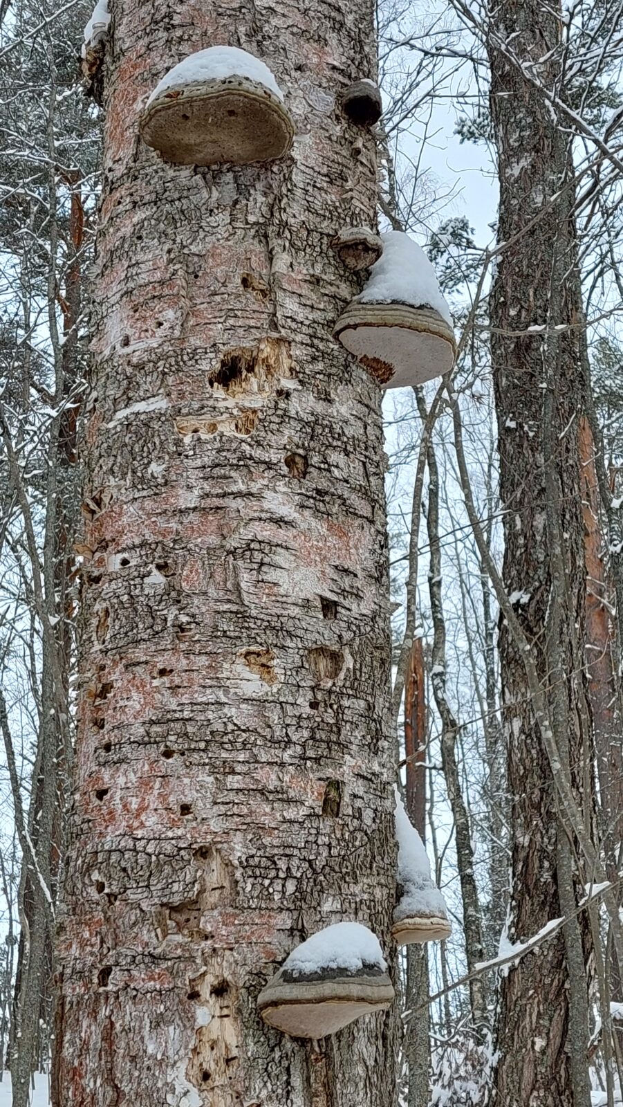Maaliskuu