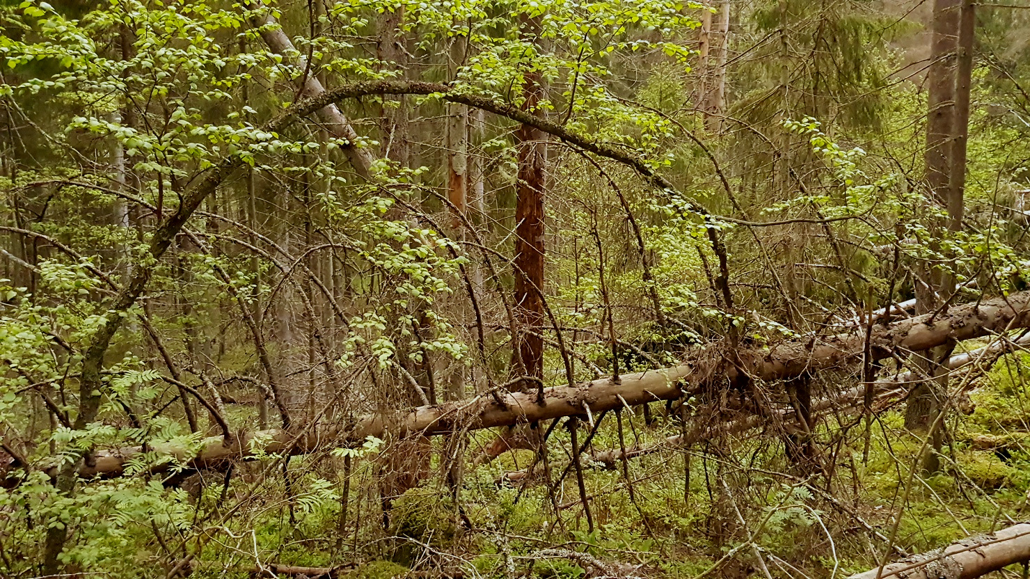 Kuva: Jan Södersved