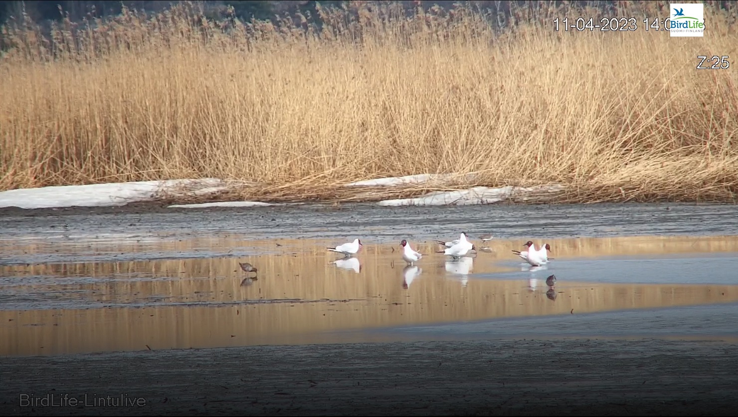 Lintulive, Laajalahti 11.4.2023