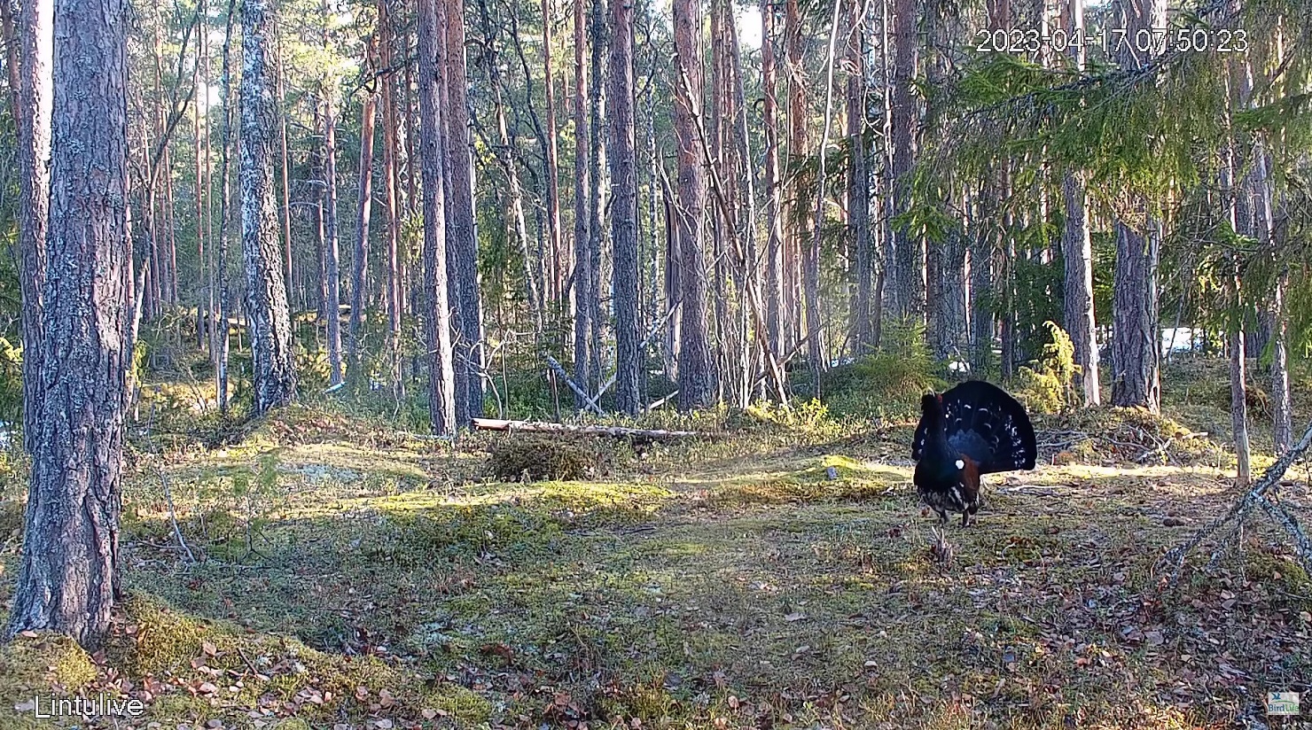 Metsokukko BirdLifen lintulivessä, huhtikuu 2023