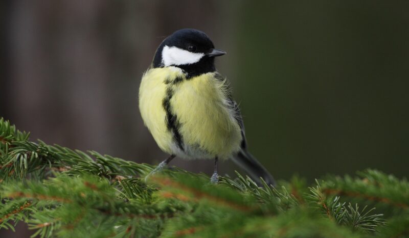 birdlife-suomi-yleisimpi-p-ntt-lintuja