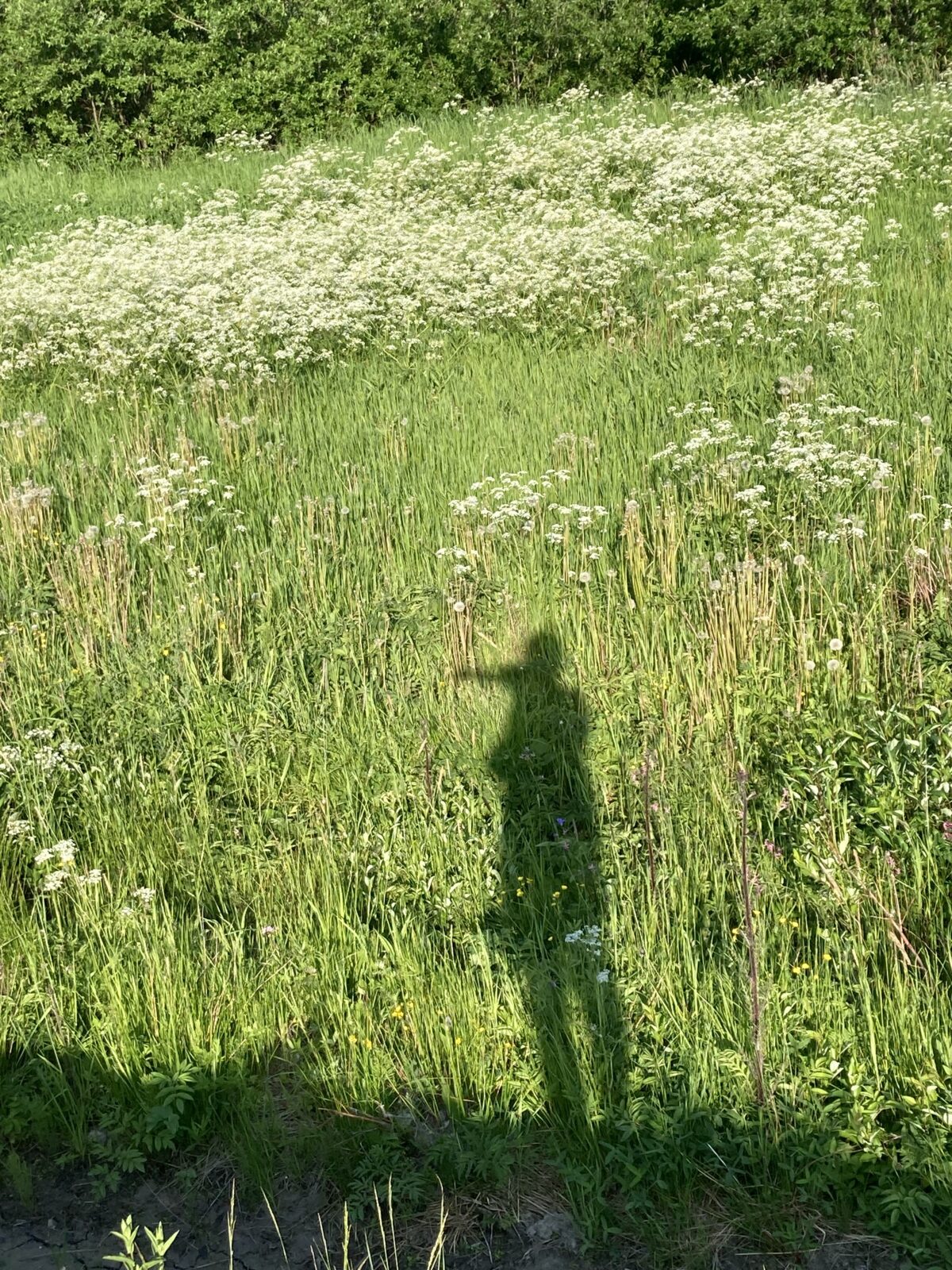 Kesäkuu