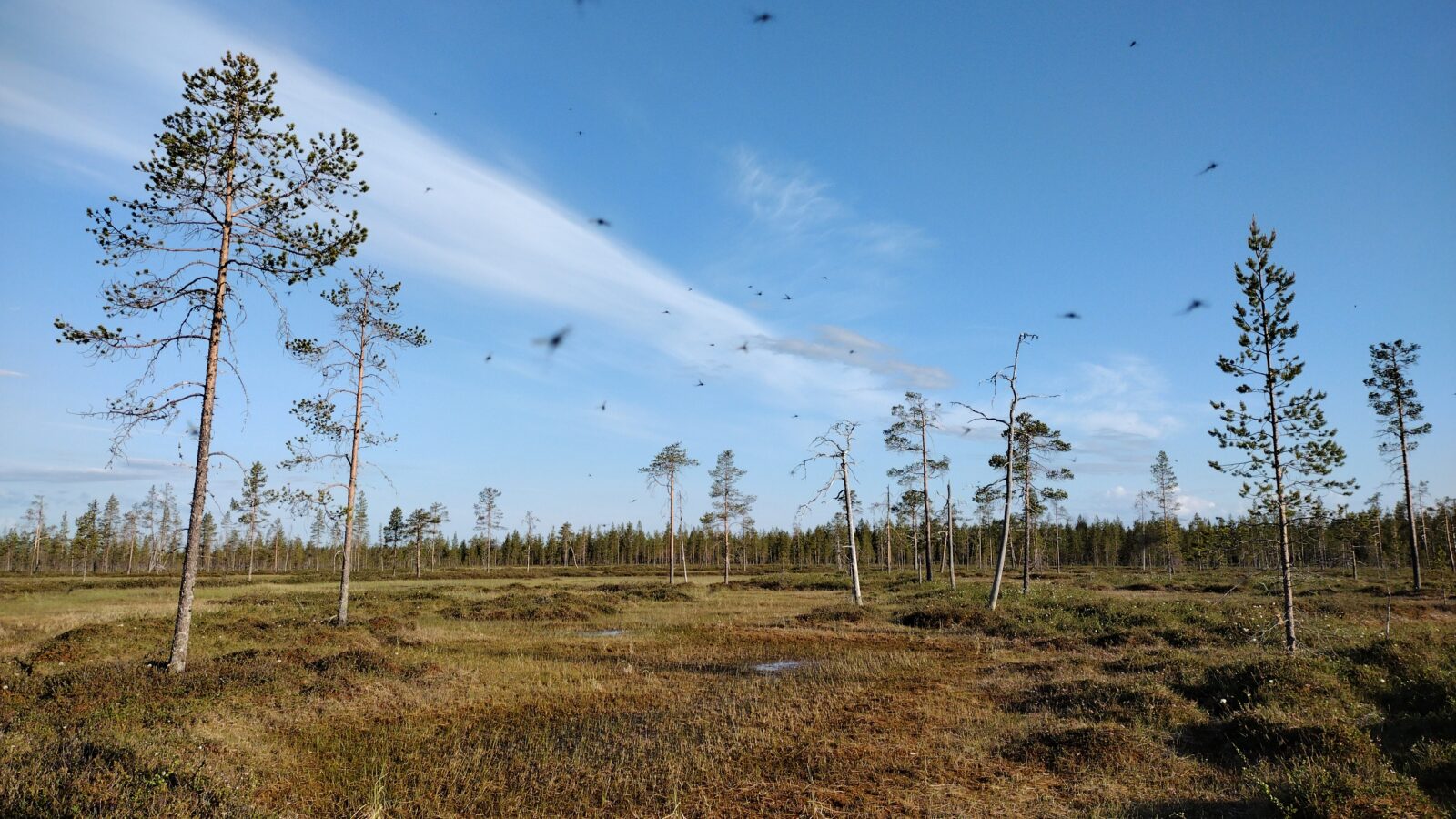 Kesäkuu