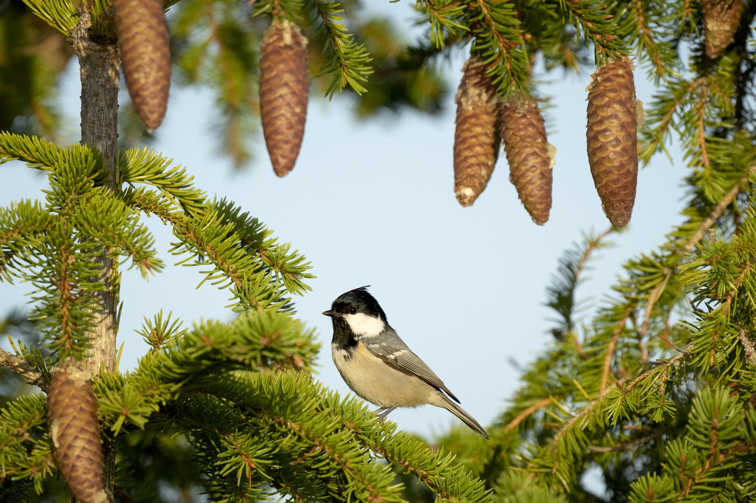 Kuusitiainen. Kuva: Jonne von Hertzen