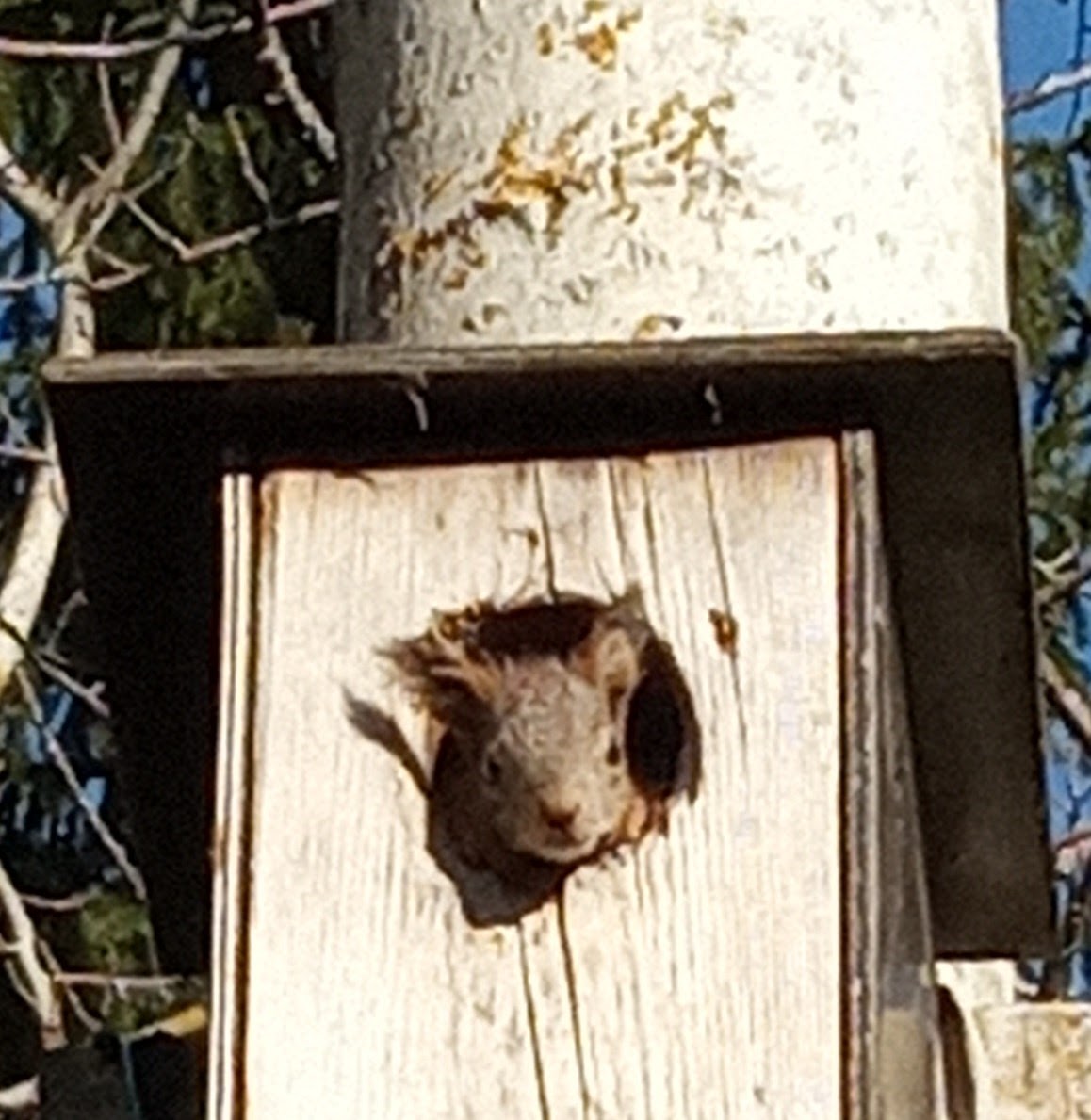 Kesäkuu