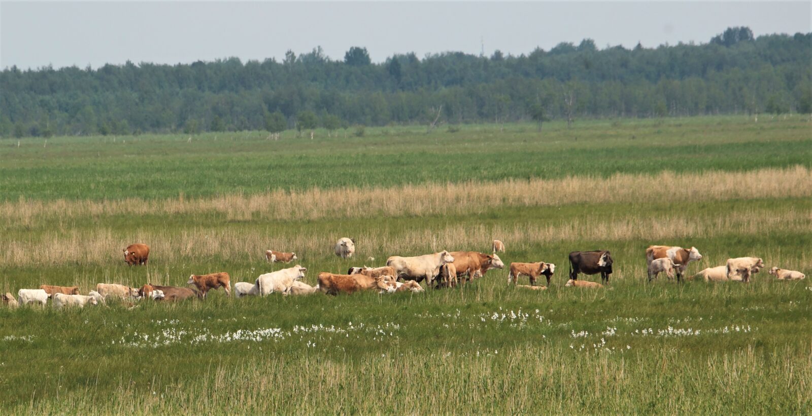 Kesäkuu