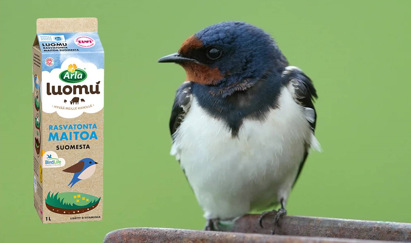 Haarapääsky (Petri Vainio) ja Arlan maitopurkki