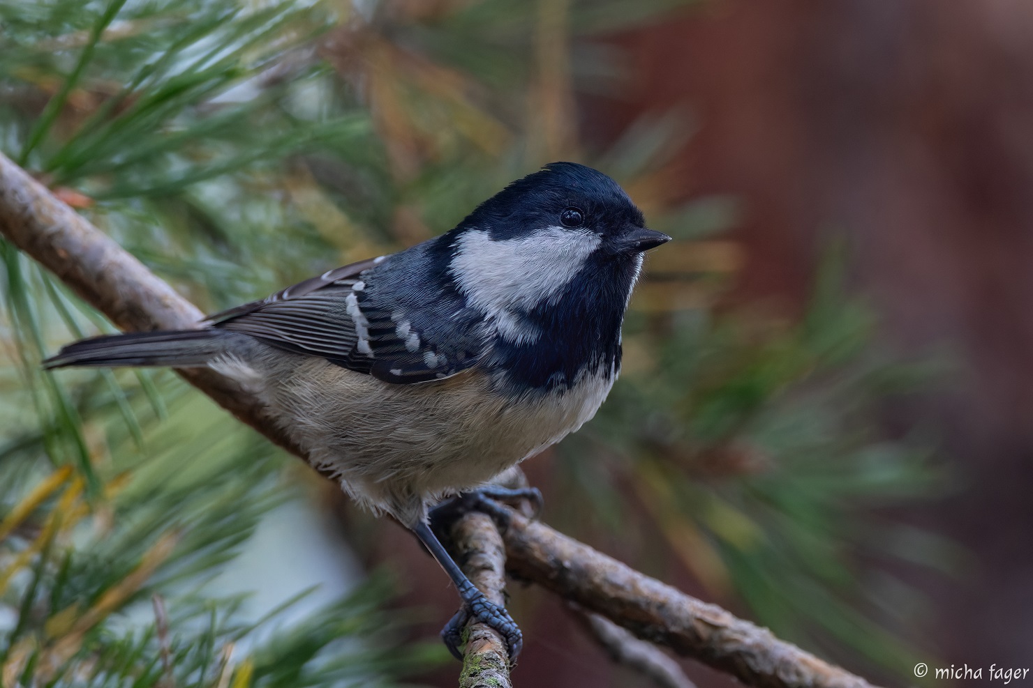 Kuusitiainen. Kuva: Micha Fager