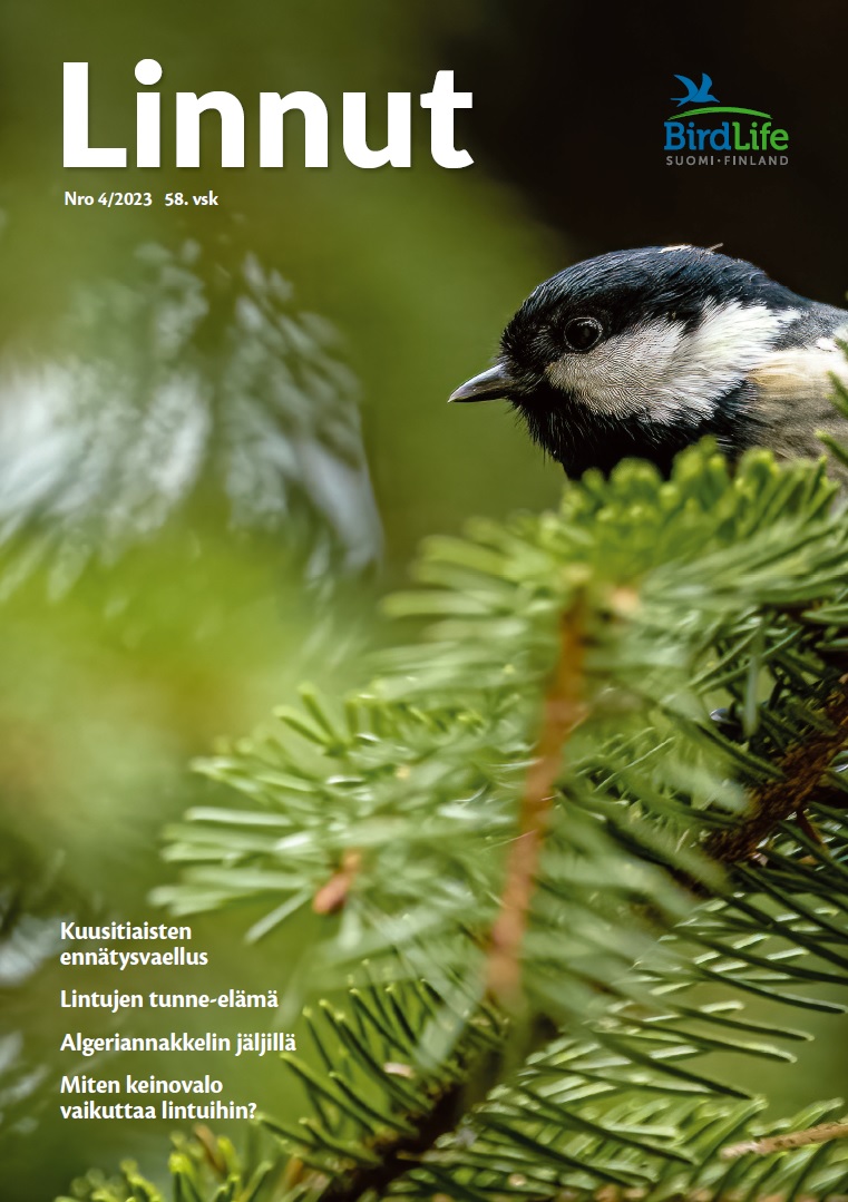 Kuusitiainen Linnut-lehden 4/2023 kannessa. Kuva: Kimmo Harinen