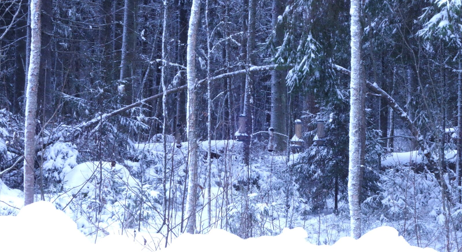 Marraskuu