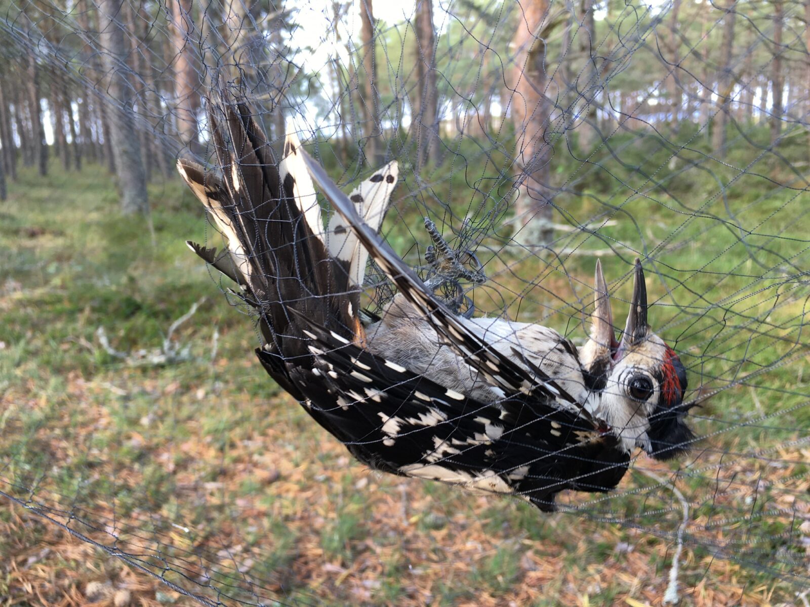 Syyskuu