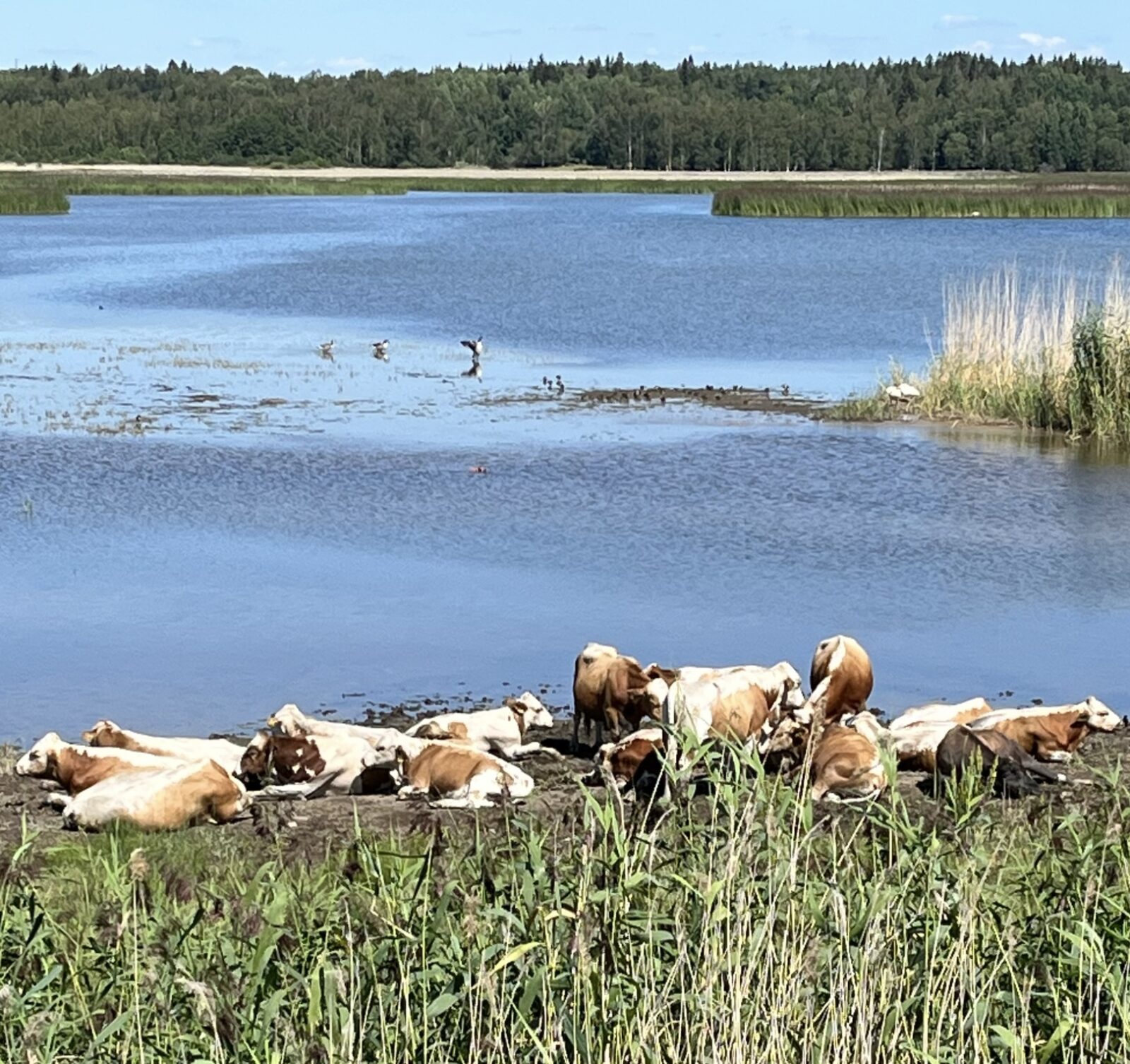 Kesäkuu