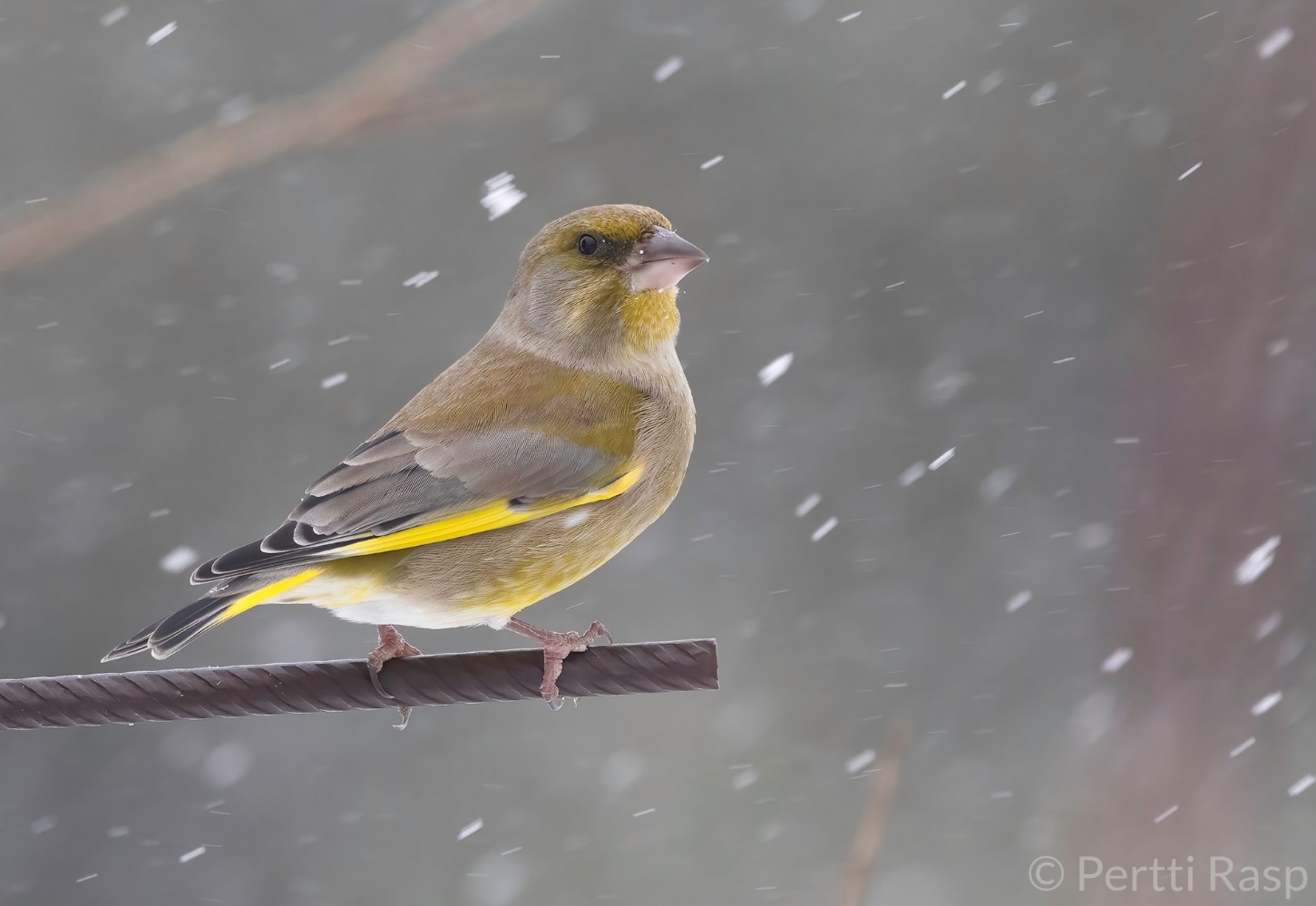 Viherpeippo. Kuva: Pertti Rasp