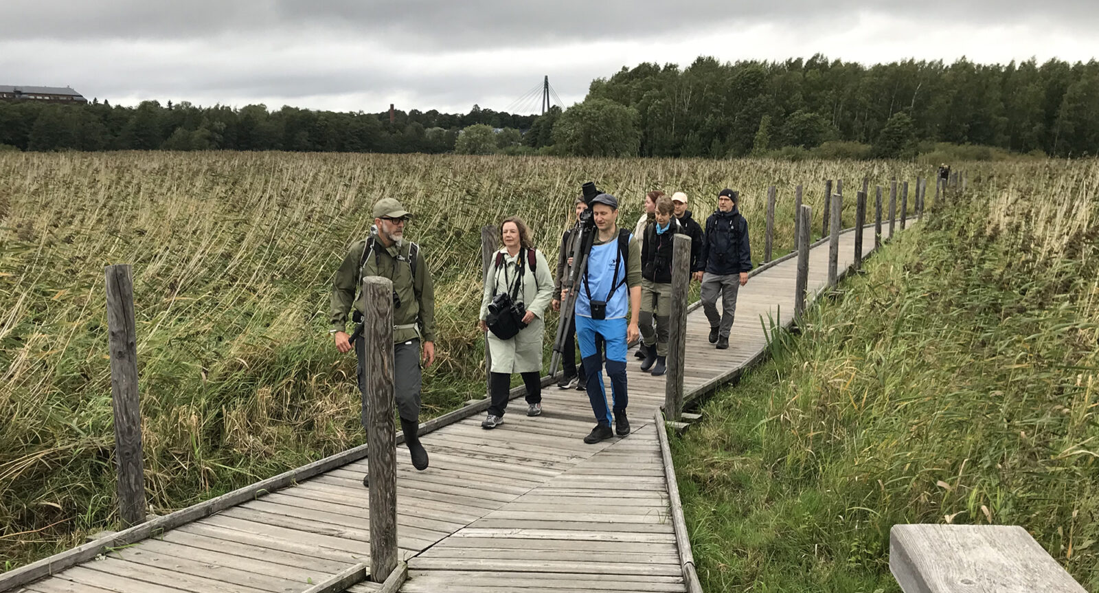 Linturetkeläisiä pitkospuilla ruovikon keskellä. Kuva: Jaana Sarvala