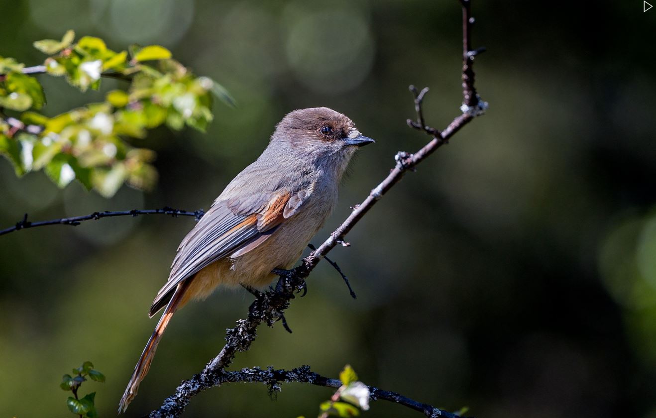 Kuukkeli. Kuva: Micha Fager.