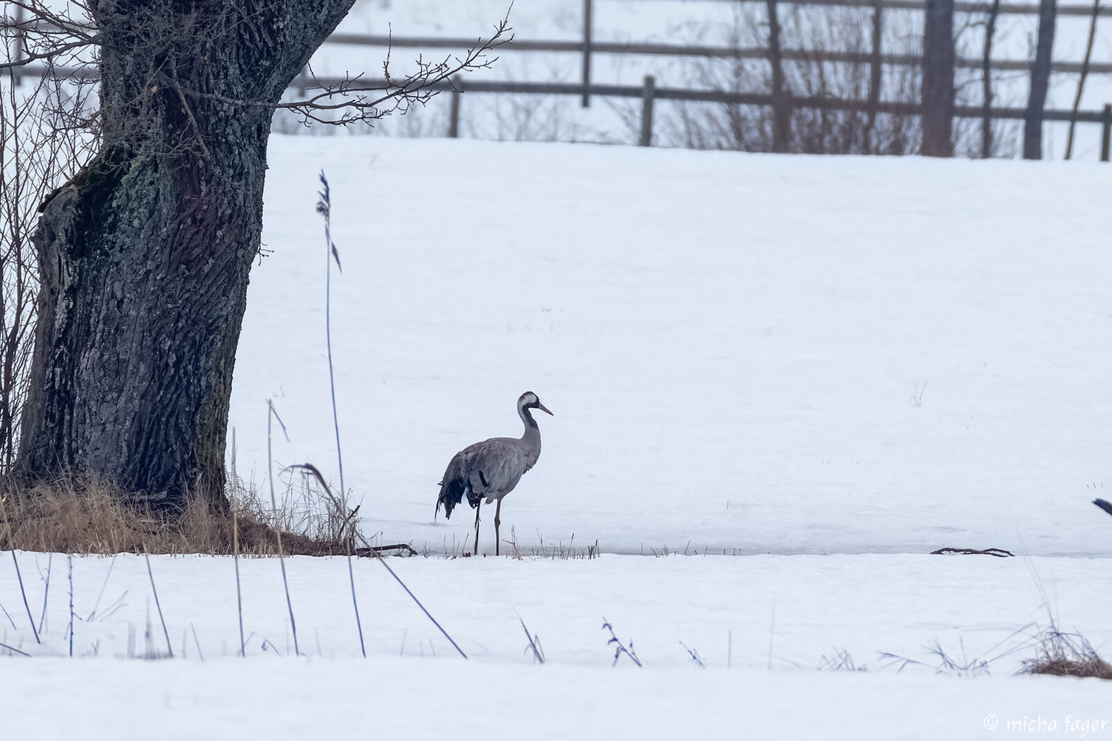Kurki kevättalvisella hangella. Kuva: Mcha Fager