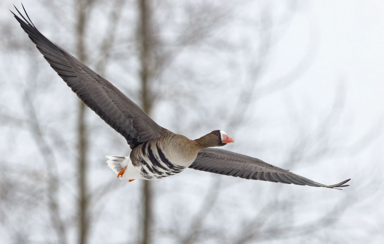 Tundrahanhi. Kuva: Micha Fager.