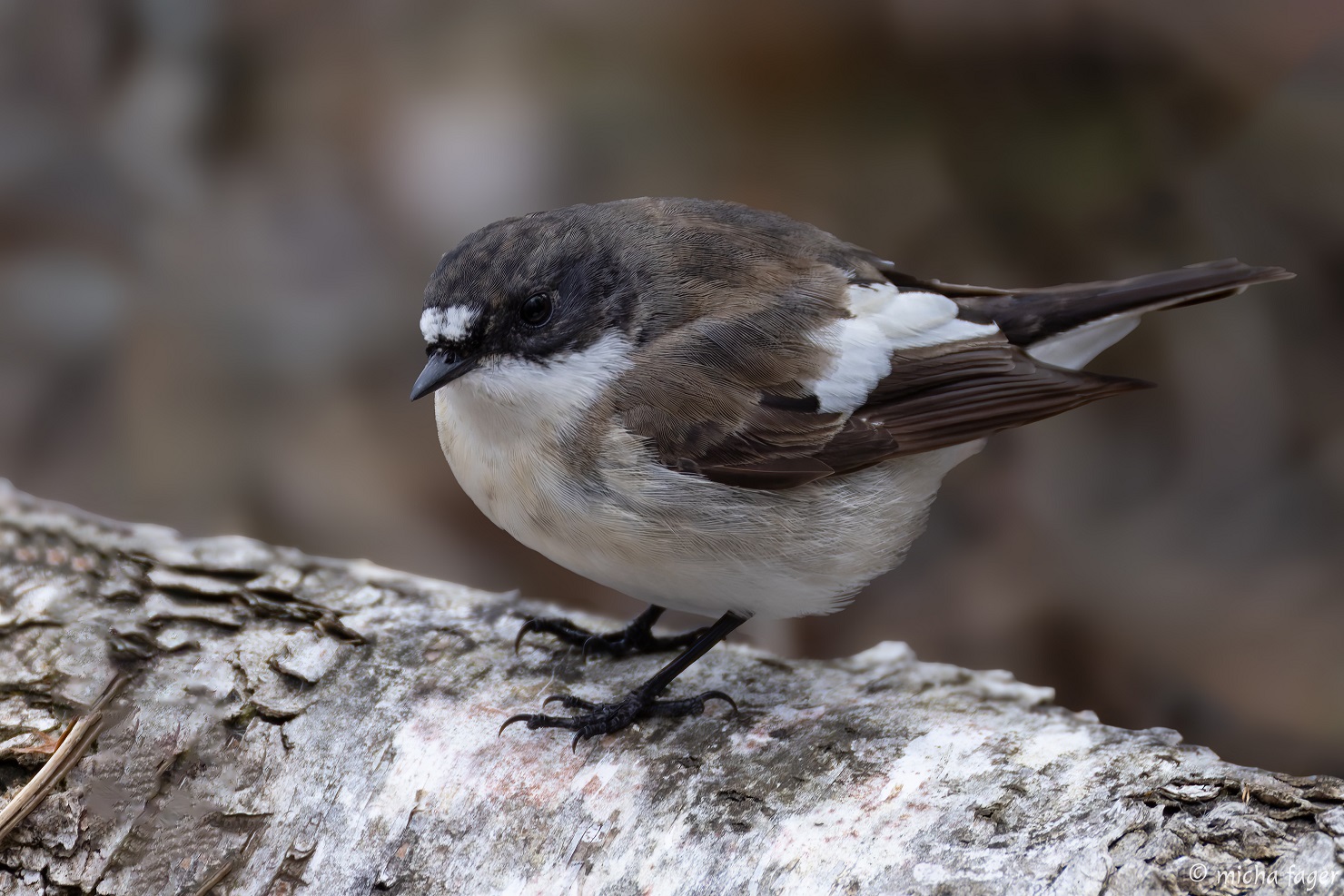 Kirjosieppo. Kuva: Micha Fager