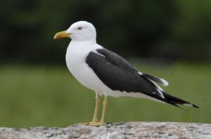 Selkälokki. Kuva: Raimo Sundelin