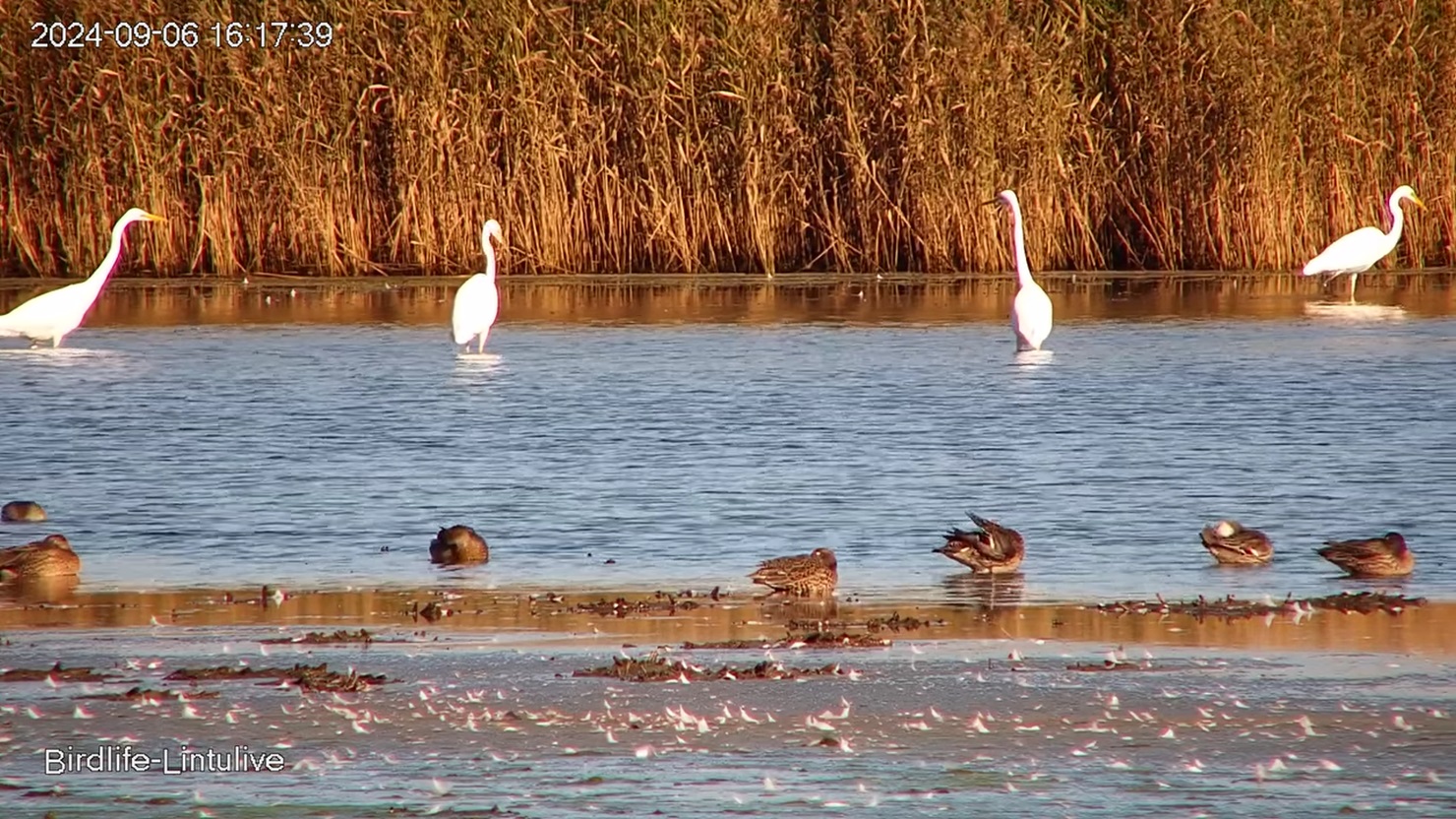 Jalohaikaroita Laajalahden lintulivessä 6.9.2024