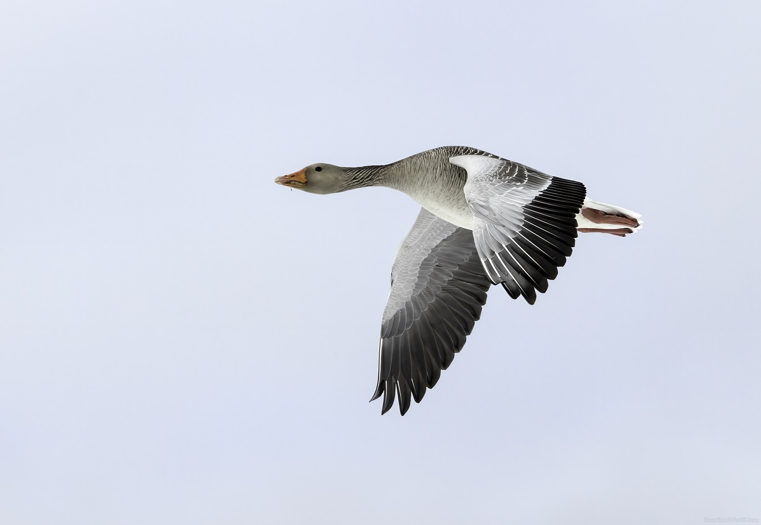 Merihanhi. Kuva: Pertti Rasp