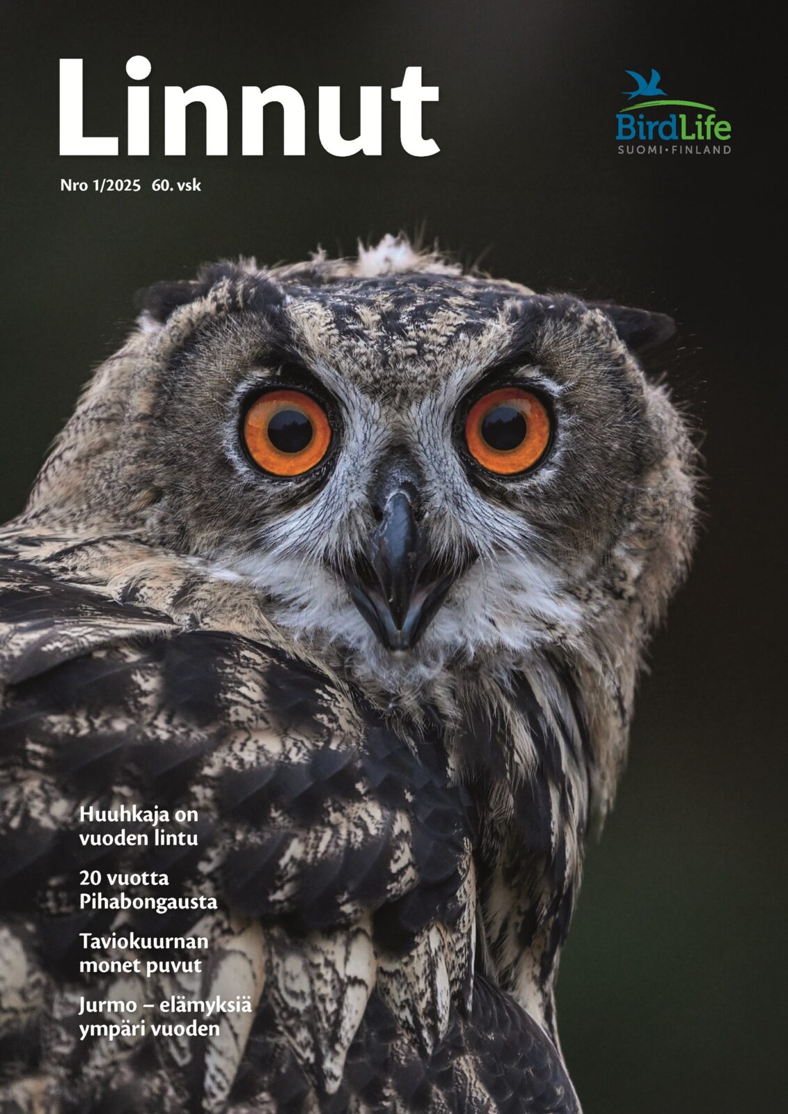 Linnut-lehden 1/2025 kansi (huuhkajan maastopoikanen, kuva: Tomi Valtonen)