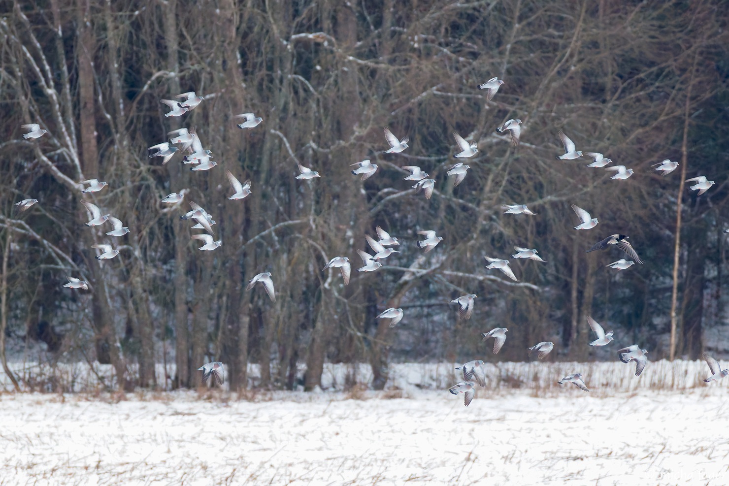 Uuttukyyhkyjä. Kuva: Micha Fager